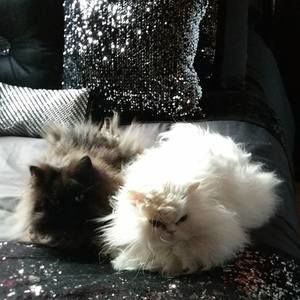 Meet your Posher, Deb